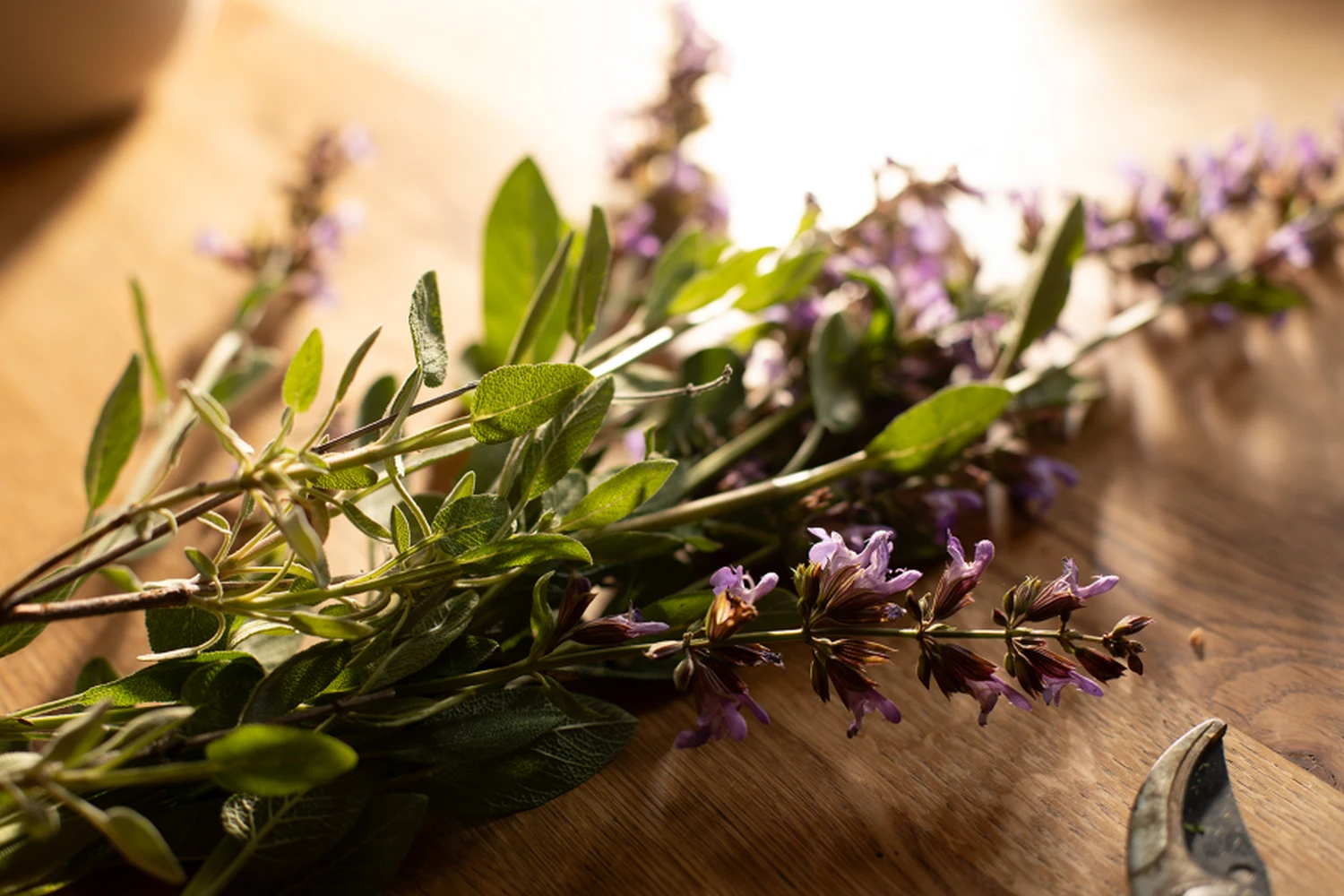 Salbei (Salvia officinalis)